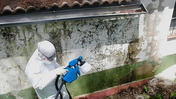 Trusted Mold Removal service in Fife, WA - Cheap Mold Removal